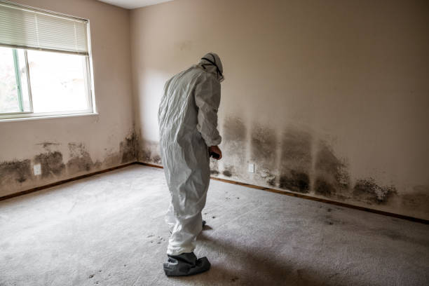 Best Attic Mold Removal  in Fountain Valley, CA
